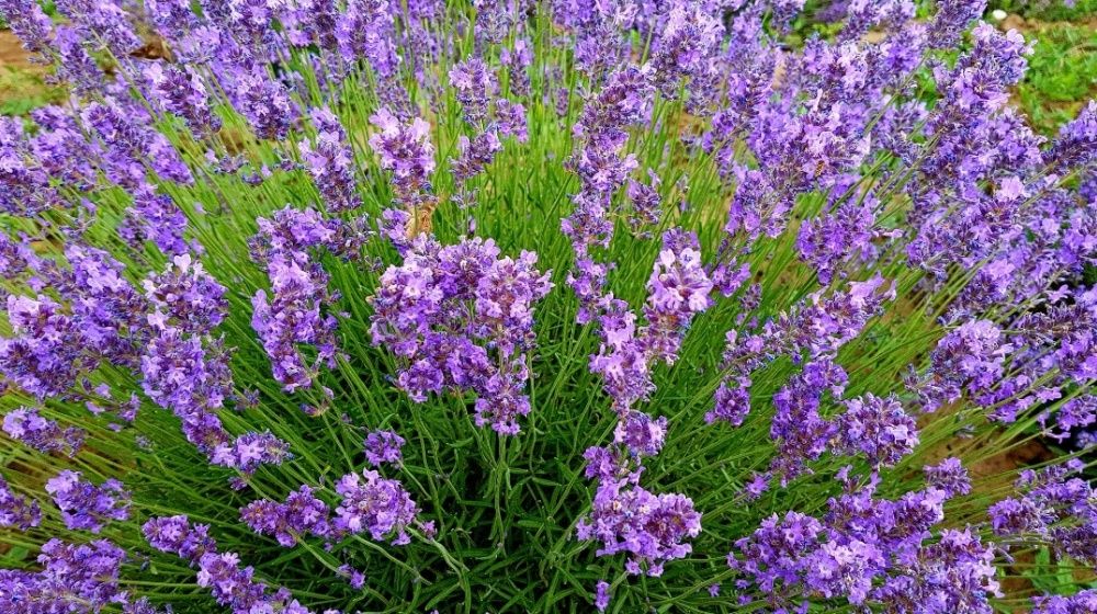 Ulei Esențial, Lavanda Vera, Brad Alb, Molid, Sandalwood, Helichrysum