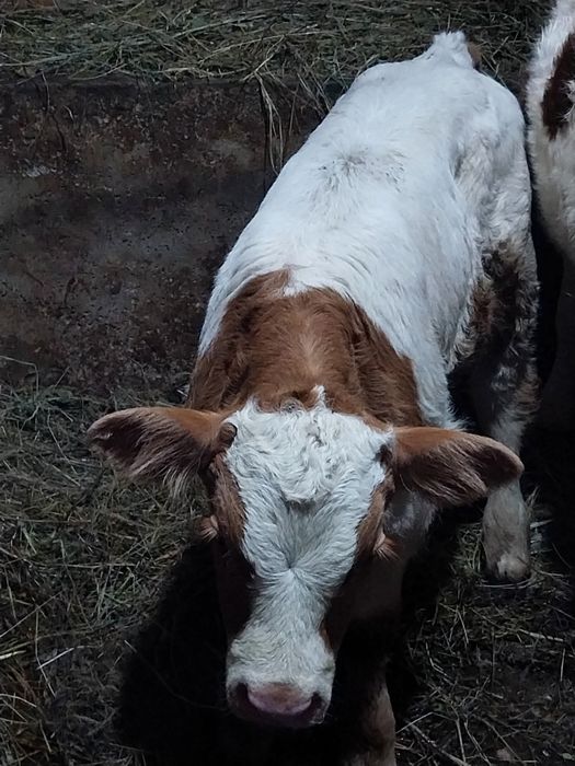 Vând 2 taurasi 2-3sapt