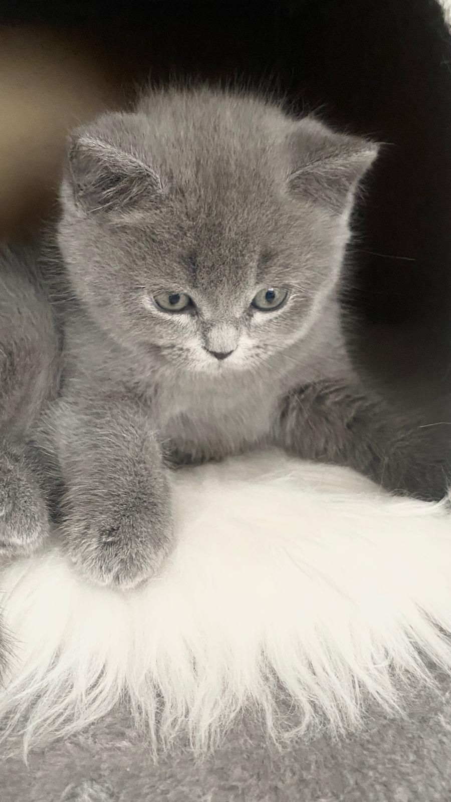 Pisică British Shorthair Blue