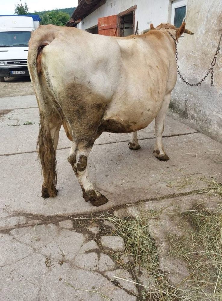 Vaca de 7 luni jumate gonita