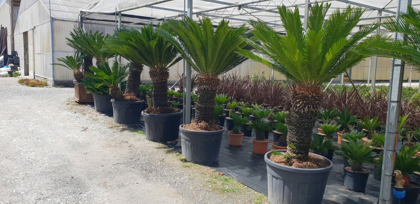 Palmieri cycas în ghiveci