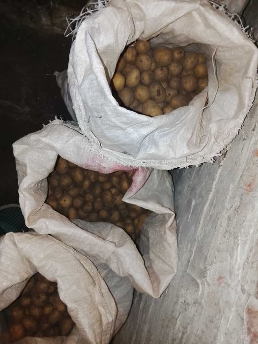 продам семенной картофель