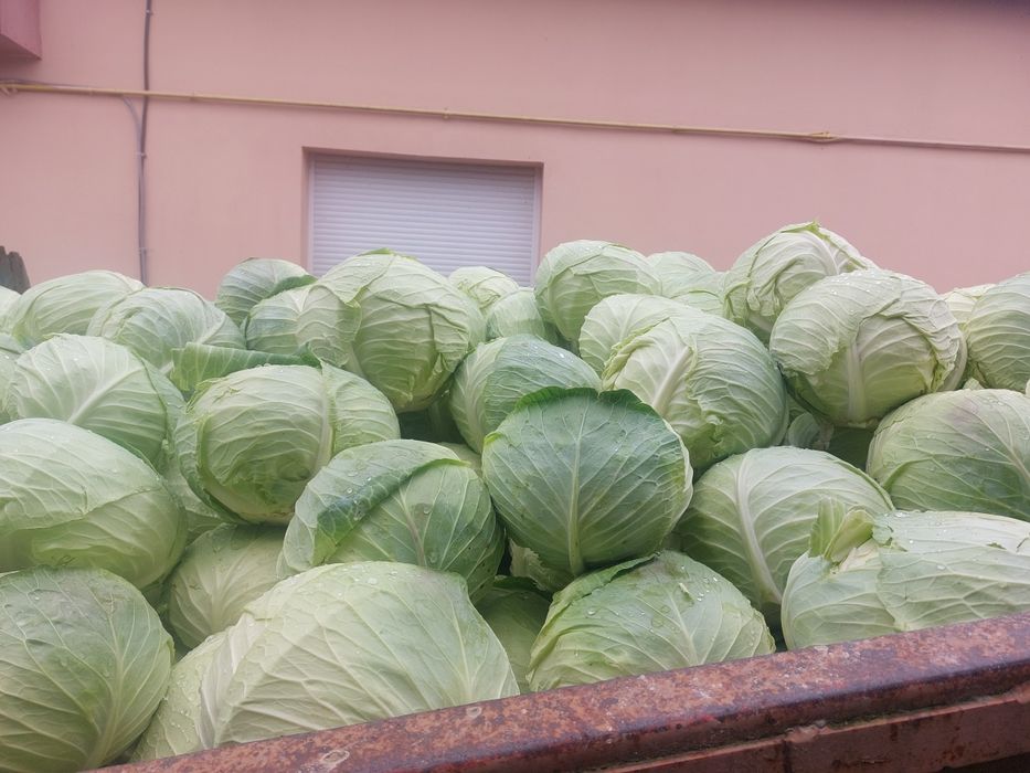 Varza plata pentru murat