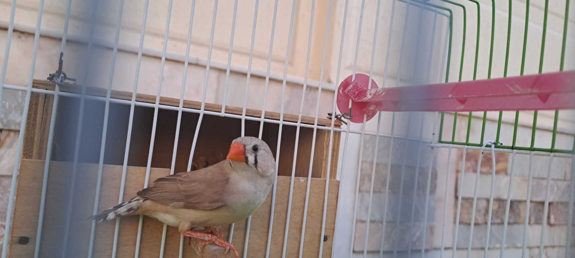 Amadinka qushlar. 1 ta para qafaslari bilan.
