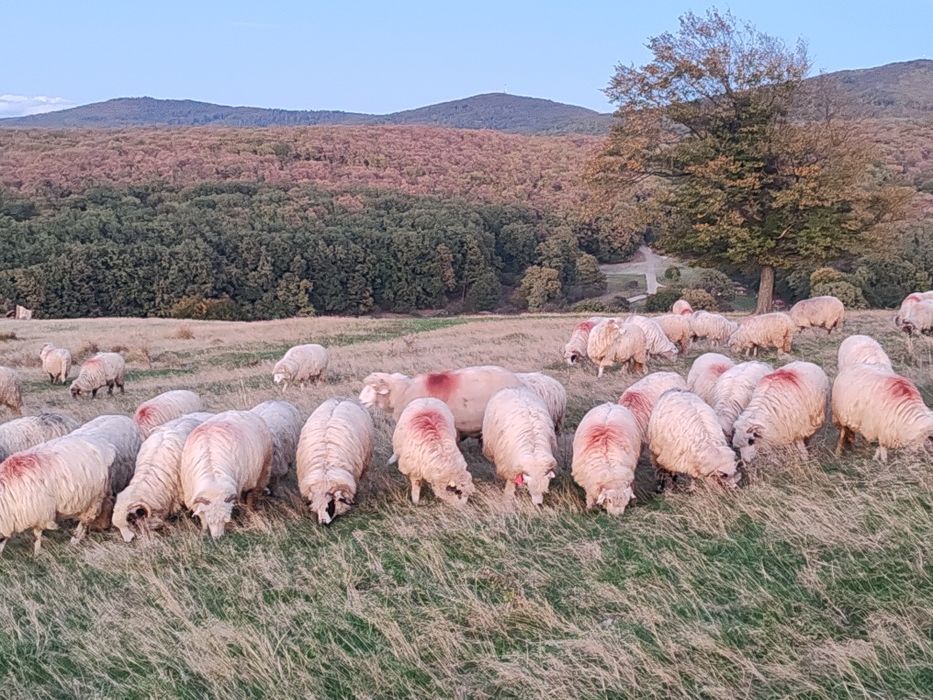 Vând 150 de oi frumoase cu tratamentele la zii