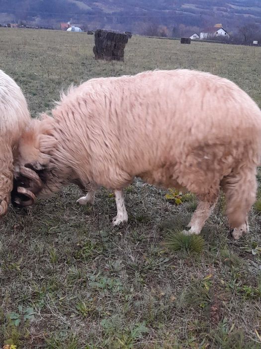 Vând strămior breaz