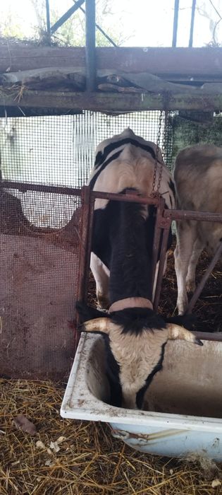 Vând  tauri. Crescuți natural