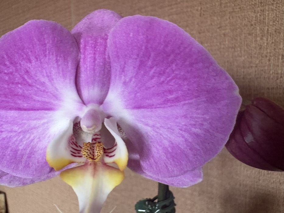 Продам орхидею (фалеонопсис)