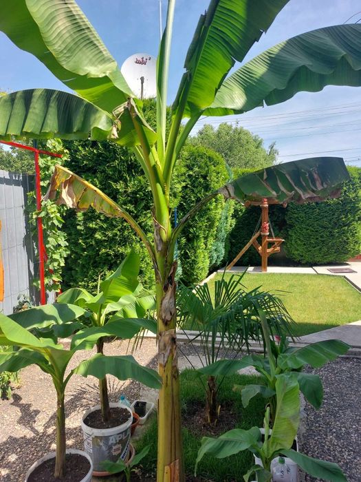 Bananieri si portocali puiet