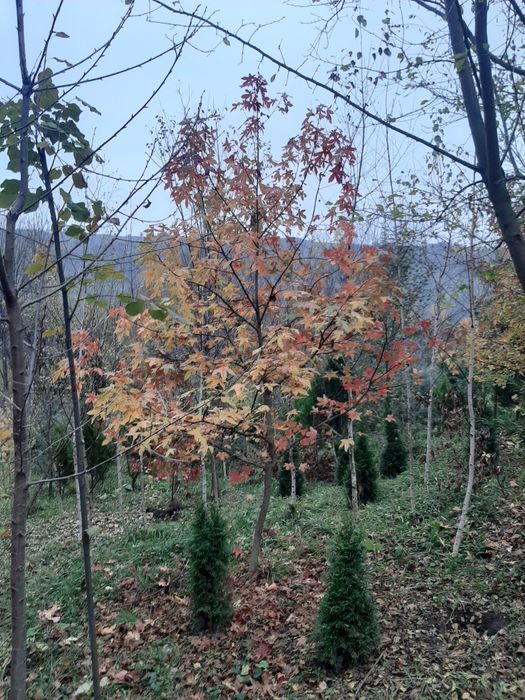 vindem copaci,mesteacăn tei paltin stejar brazi etc