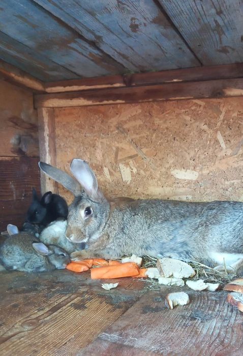 Vand iepuri Bio crescuti Natural pret atractiv