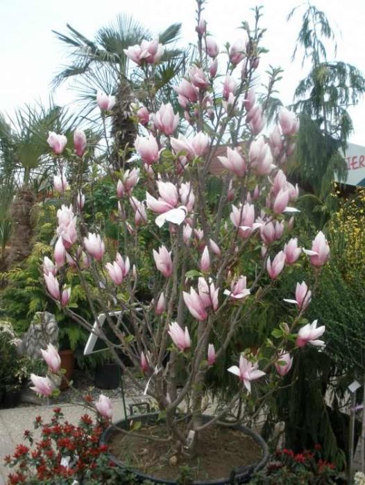 Magnolia Soulangena, Genie, Grandiflora (roz, alba, mov, galbena) vand