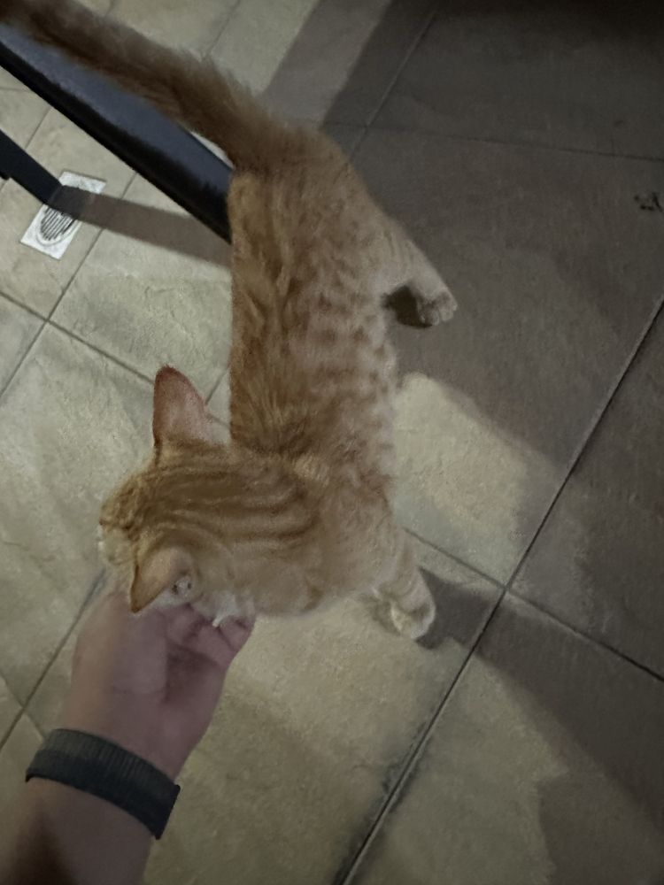 Коша малчик котенок отдадим в хорошие руки
