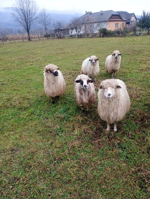 Vând 5 oi bune , gestante