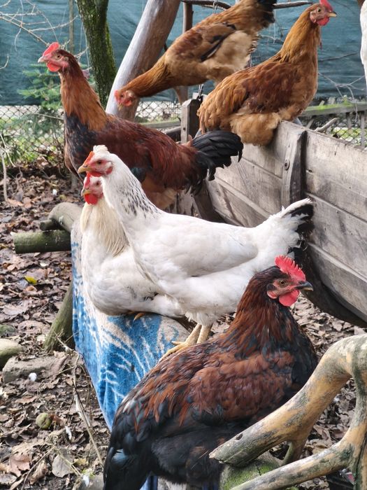 Cocosi crescuti la curte