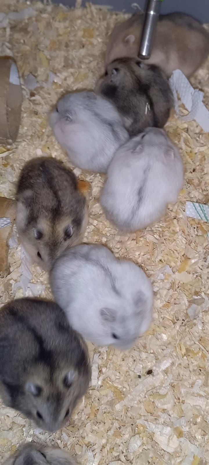 Hamsteri Siberieni