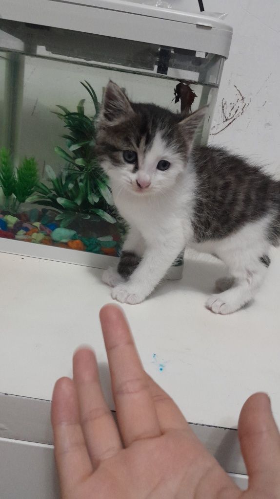 Котёнок девочка 2 месяца
