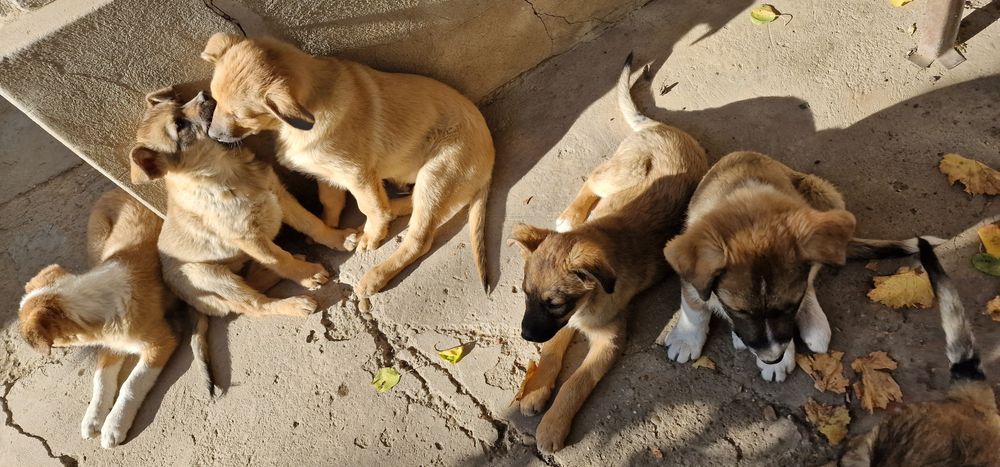 Donez catei, varsta approximativ 4 5 luni