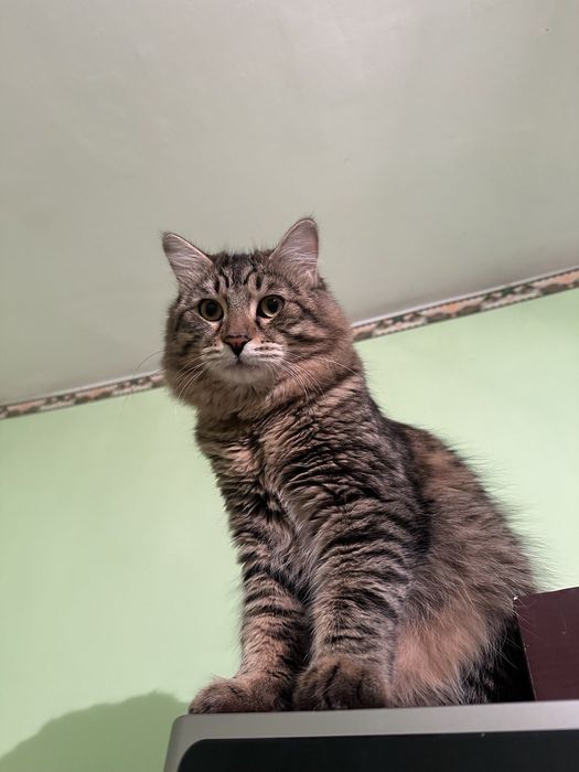 Отдам котёнка мальчика