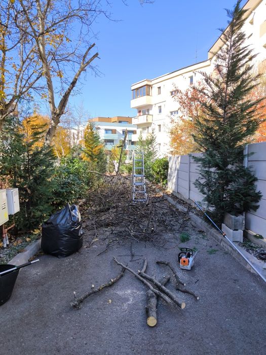Toaletare garduri vii si arbori