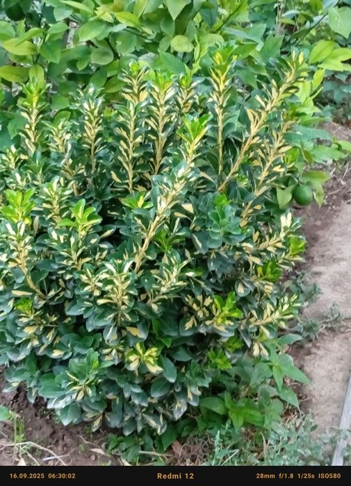 Бересклет номли декоратив кучатлар сотилади оптом олувчилар диккатига