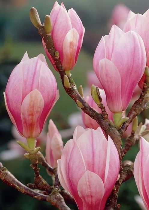 Magnolia soulangeana