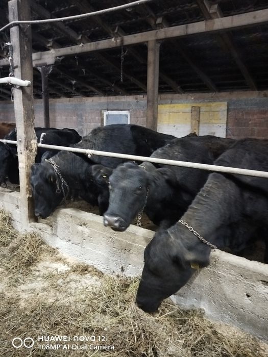 Vaci angus de vanzare