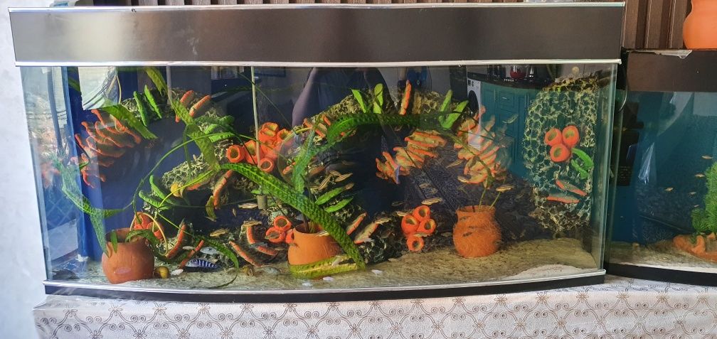 akvarium kamplek