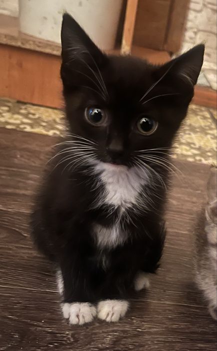 Отдам котят в добрые руки