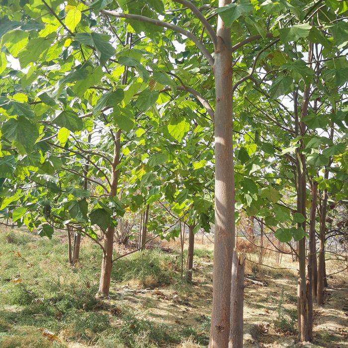 Павлония кучатлари