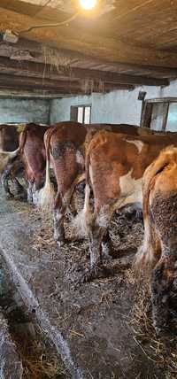 Vaci de vanzare rasă bălțată românească