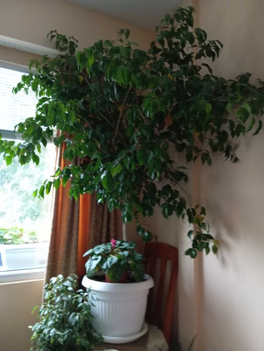 Продавам бенджамин-дърво