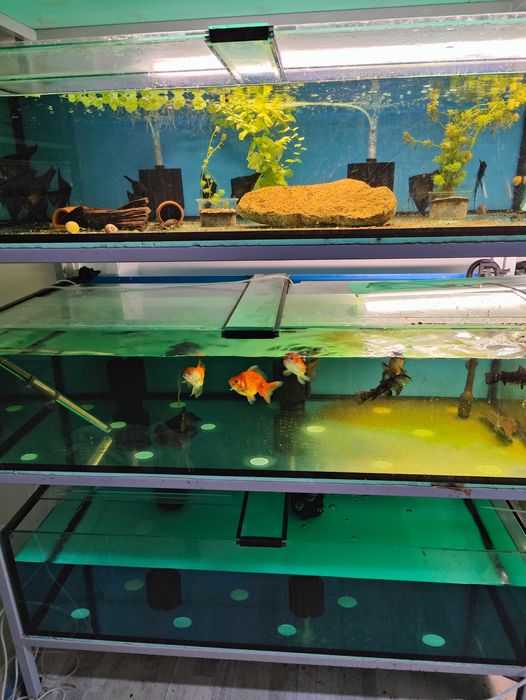 Аквариуми със стилажи,и осветление