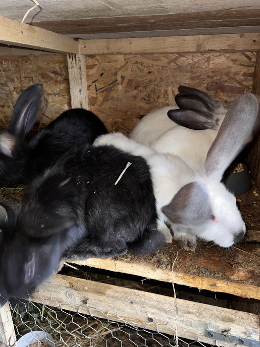 Iepurasi  rase diferite