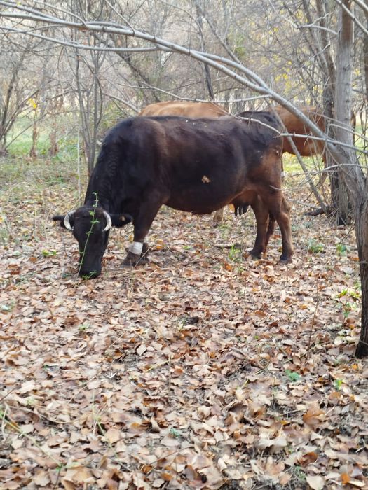Продам дойную корову.
