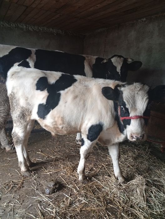 Se vinde, vitel, corcitura cu angus
