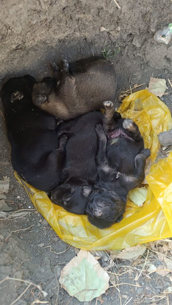 Щенята в добрые руки