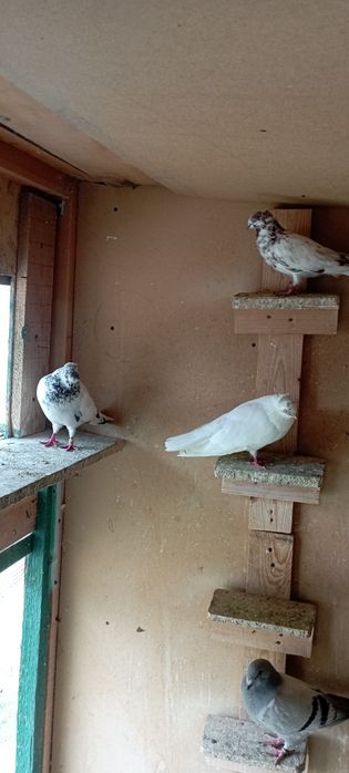 Vând porumbei jucători de Amara