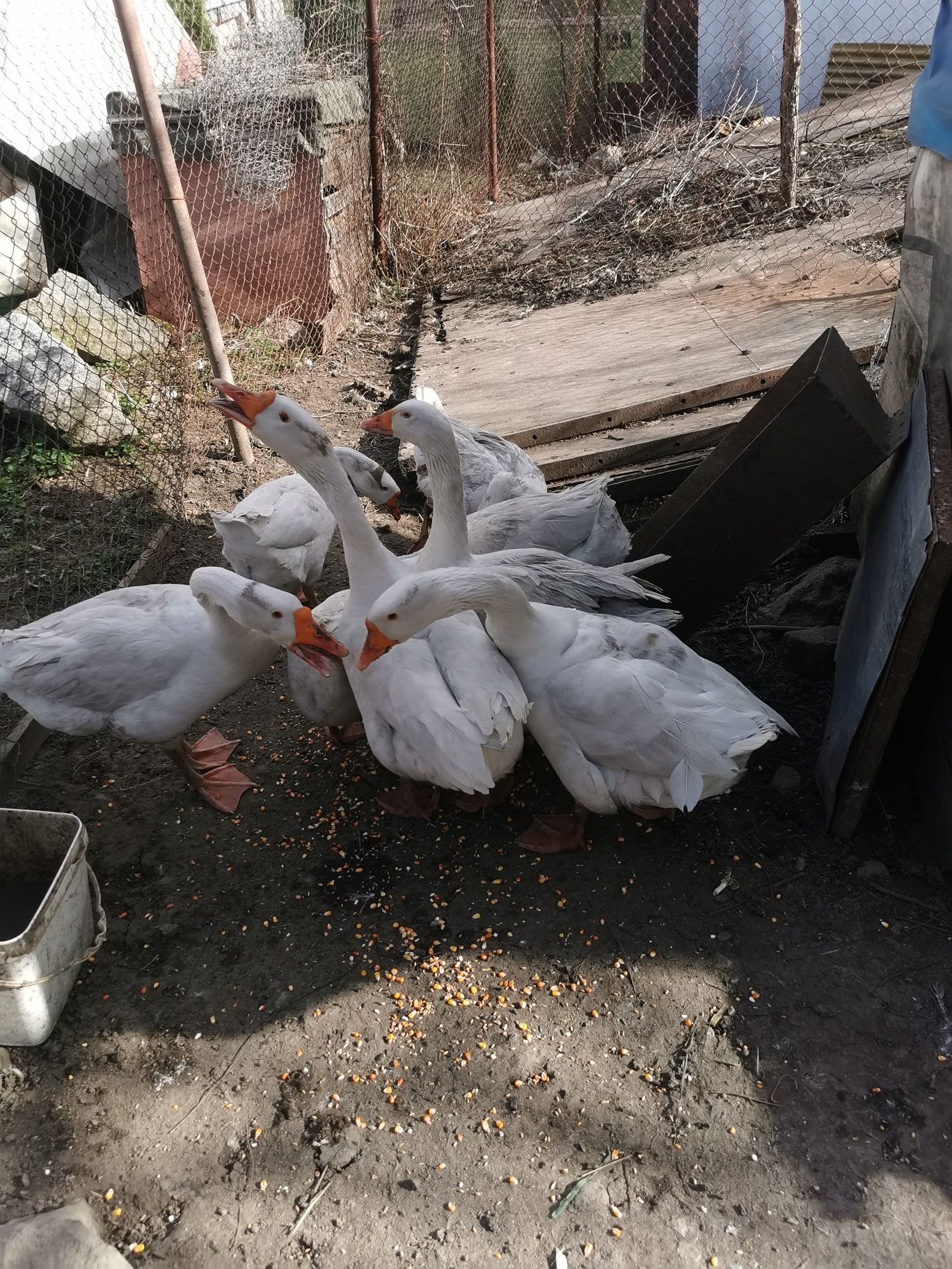 Продавам   Гъски