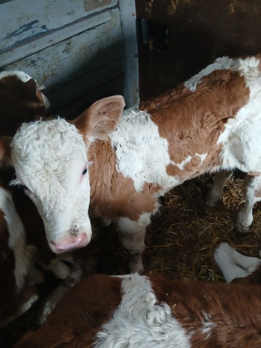 Vand vitei /vitele baltate