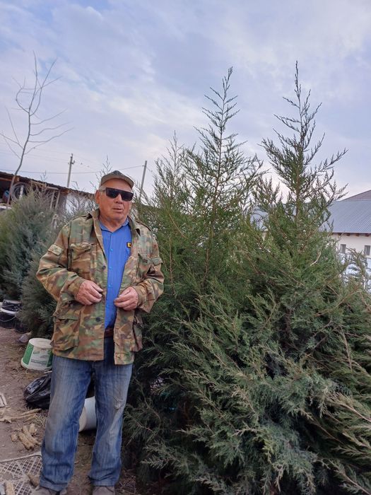 Туя Можевельник  дом и сад