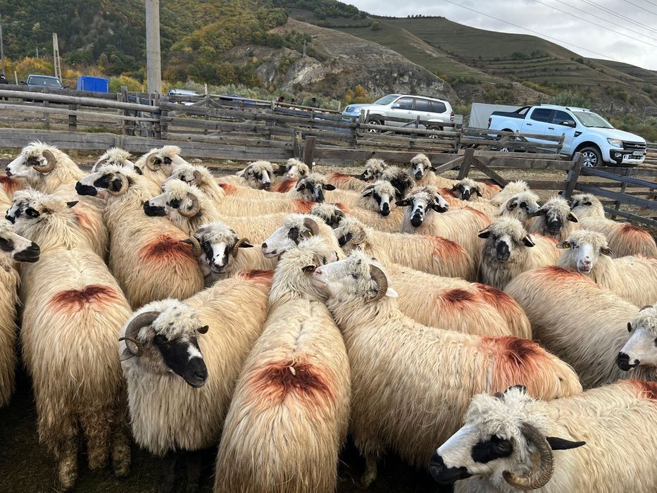 De vanzare oi tinere