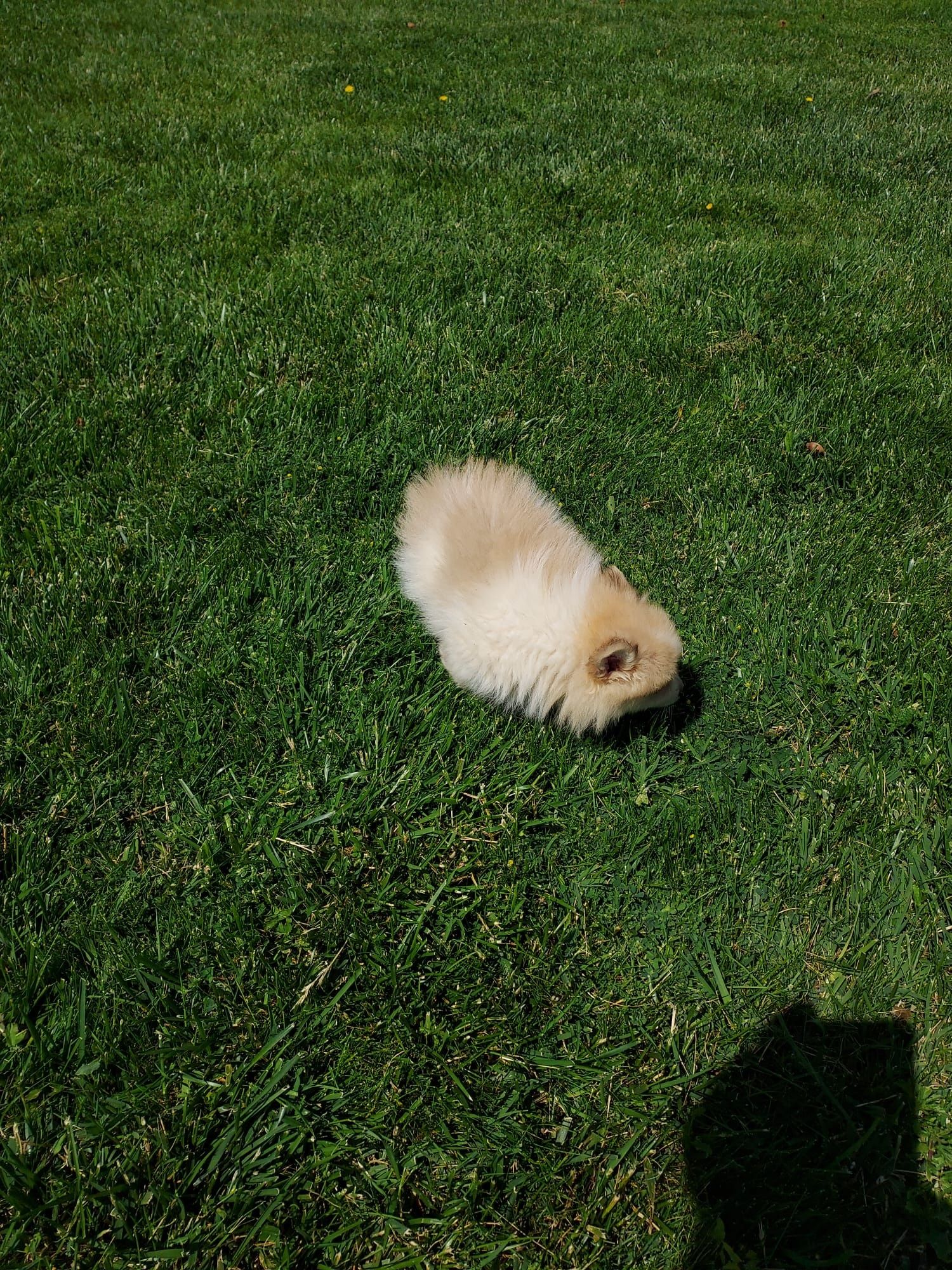 Pomeranian BOO Băiat