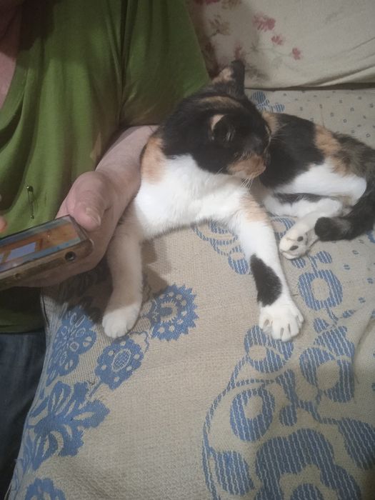 Продаются кот и кошка