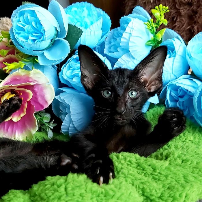 Восточная Красота и Грация! Котята Орики и Сиамы