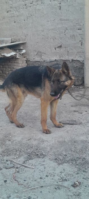 8 oyliq kushik aqilli adamga sakirmidi