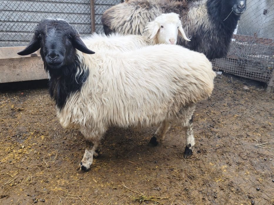 Продам Барана кучкарика 7 месяца на племя хороший