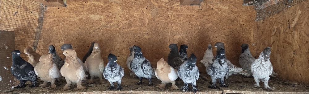 Porumbei de ornament blondineti