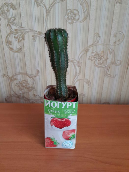 Кактус большой продам