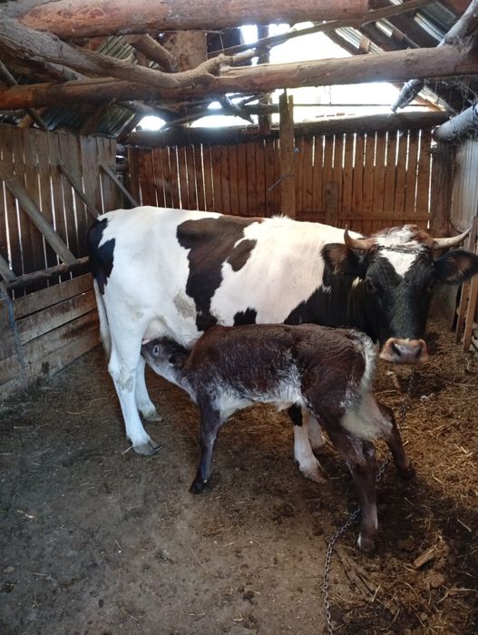 Vaca+vițea belgiana